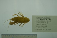 Image of Cambarus striatus